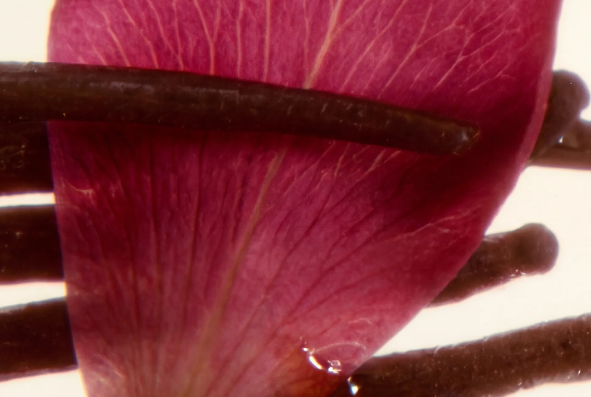 Mille fois – Extrait de parfum