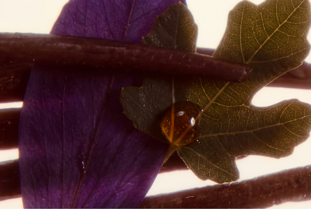 Deja vu – Extrait de parfum