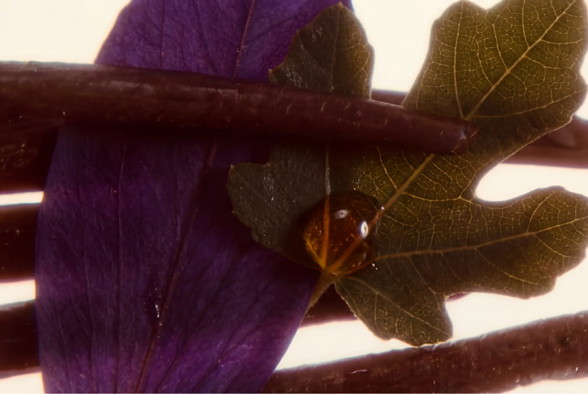 Deja vu – Extrait de parfum