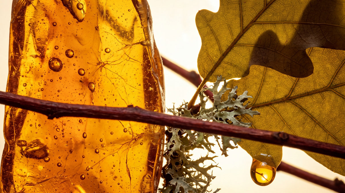 Amber resin and an oak leaf in warm light
