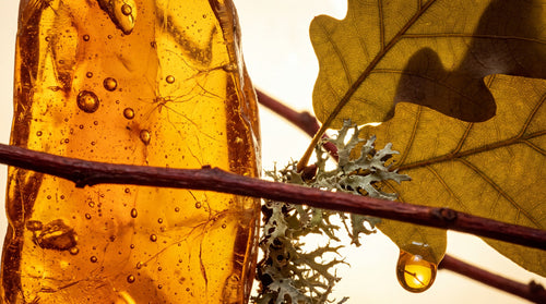 Amber resin and an oak leaf in warm light
